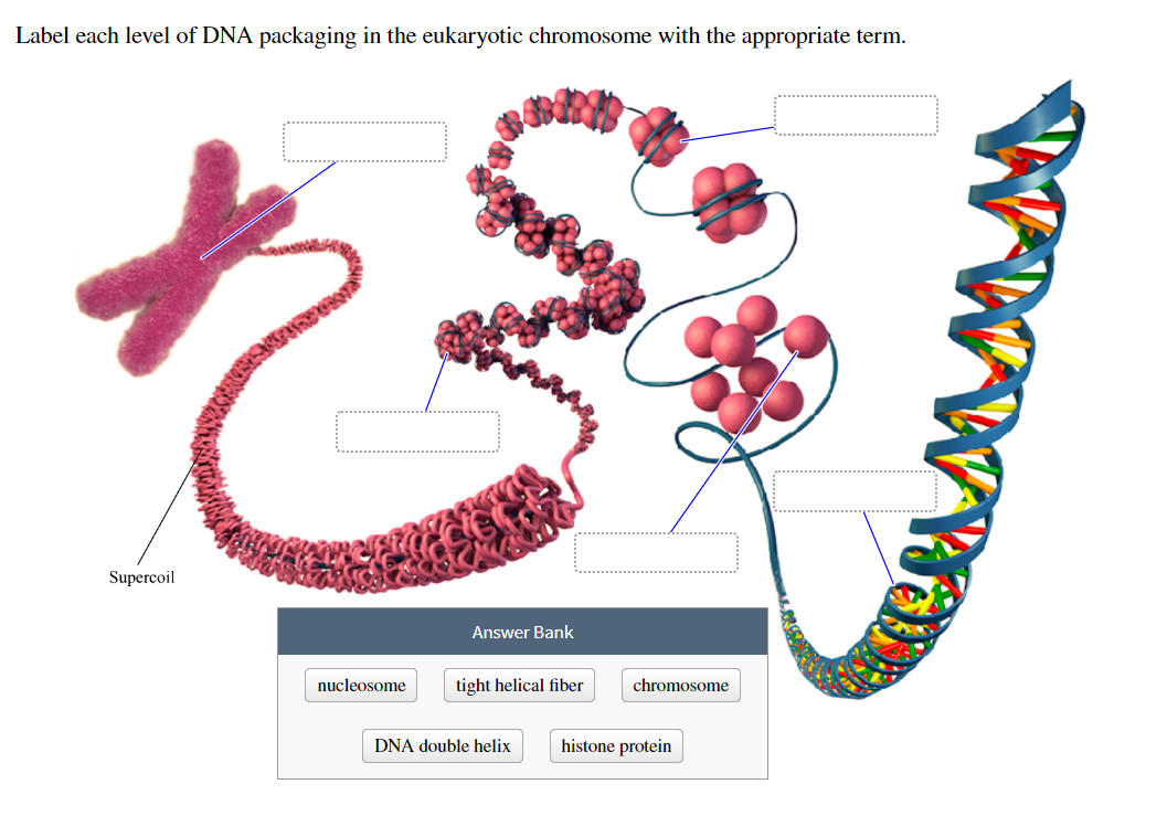 Label each level of DNA packaging in the eukaryotic chromosome with the app...