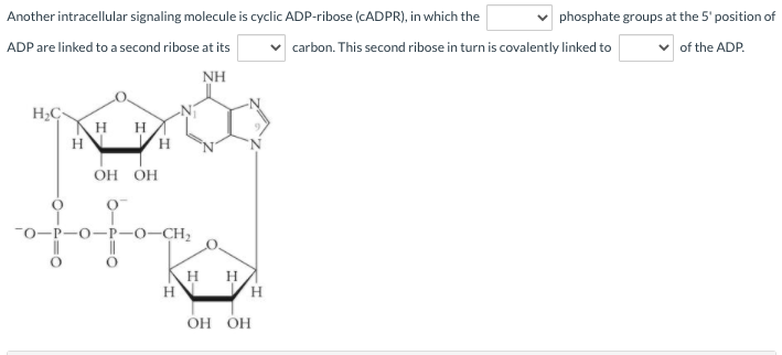 Solved Another intracellular signaling molecule is cyclic | Chegg.com