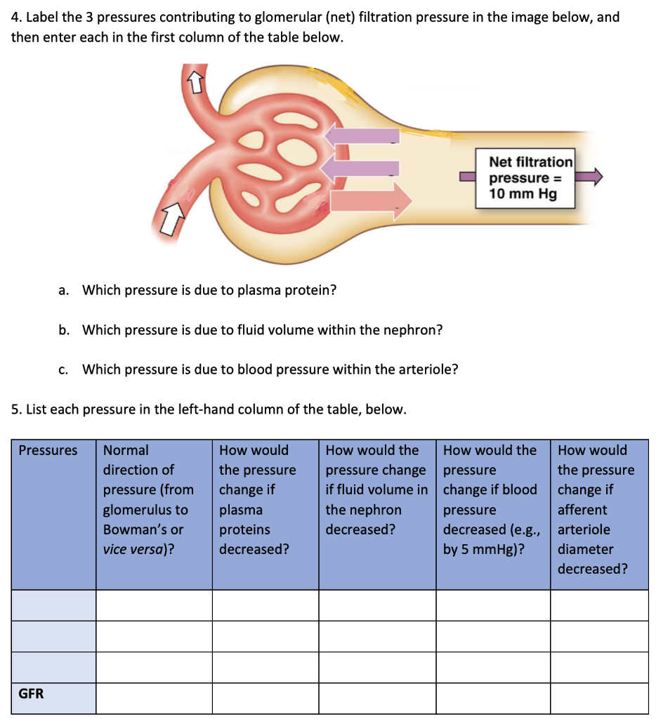 Solved Use colloid osmotic, capsule hydrostatic, and