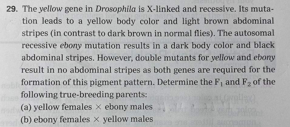Solved 29. The yellow gene in Drosophila is X-linked and | Chegg.com