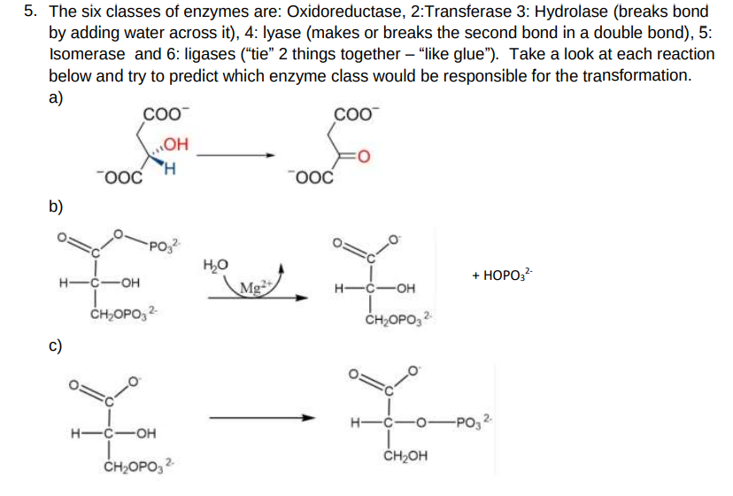 Solved 5. The six classes of enzymes are: Oxidoreductase, | Chegg.com