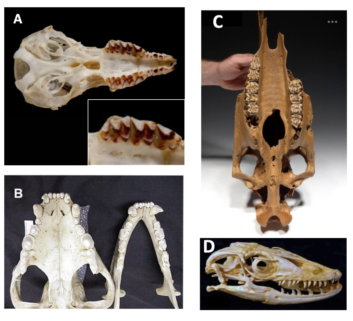 Solved a-Which skull below does NOT belong to a mammal?b- | Chegg.com