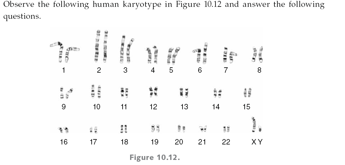 Solved QUESTIONS FOR ANALYSIS 1. Are the chromosomes in each
