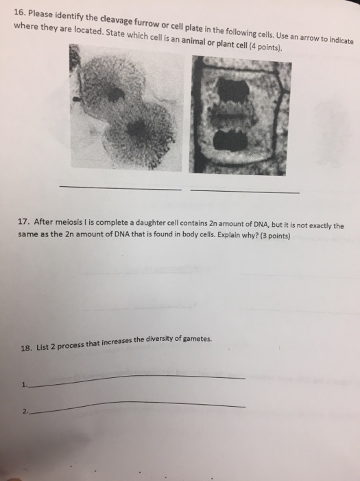 Solved Identify the cleavage furrow or cell plate in the