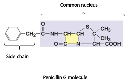 Common nucleus