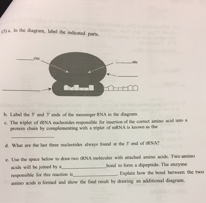 Solved (5) a. In the diagram, label the indicated parts. | Chegg.com