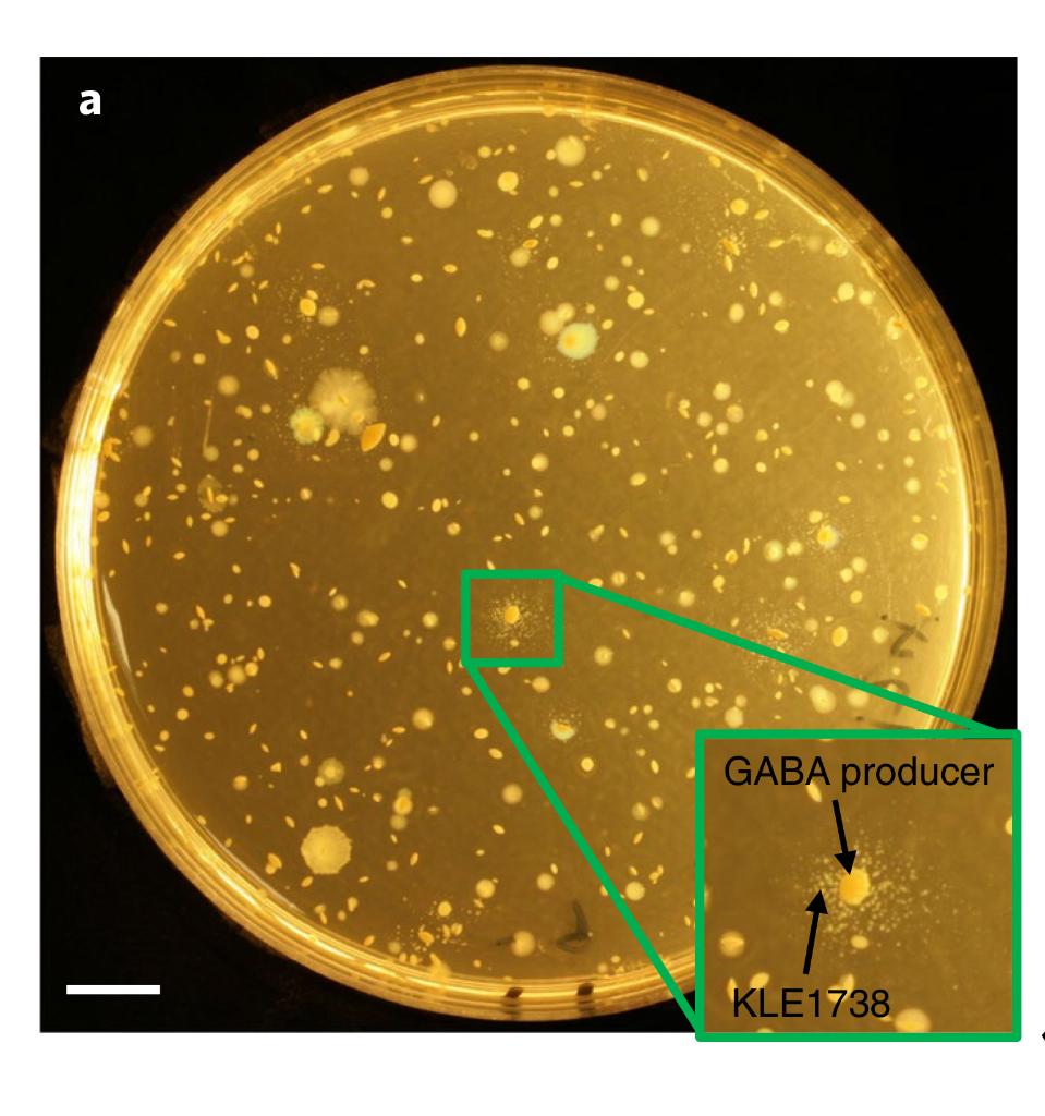 Solved Fig. 2A, there are large and small colonies. | Chegg.com