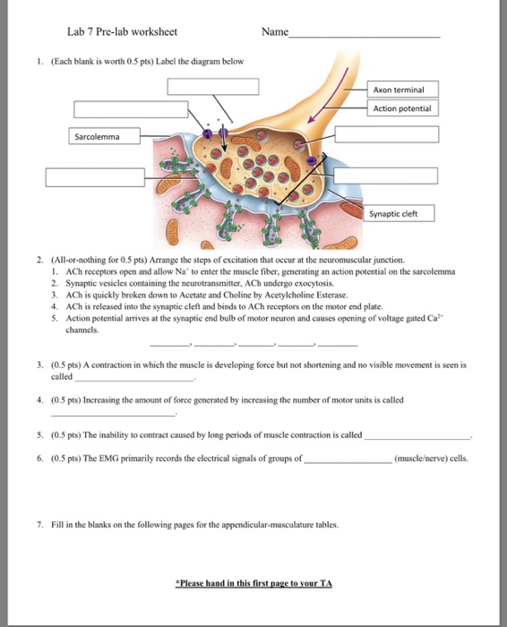 The Anatomy Of A Synapse Worksheet Answer Key Anatomical Charts Posters