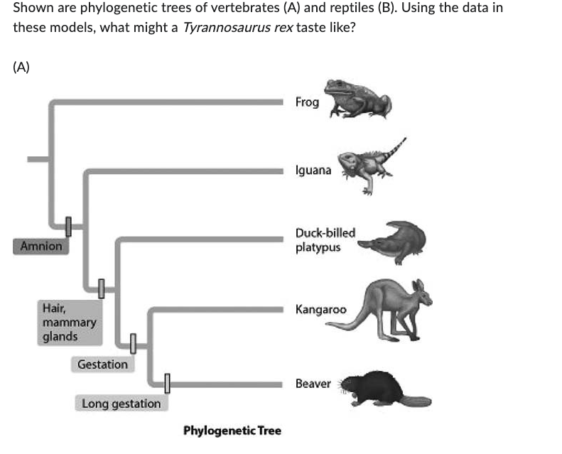 Solved Shown are phylogenetic trees of vertebrates (A) ﻿and | Chegg.com