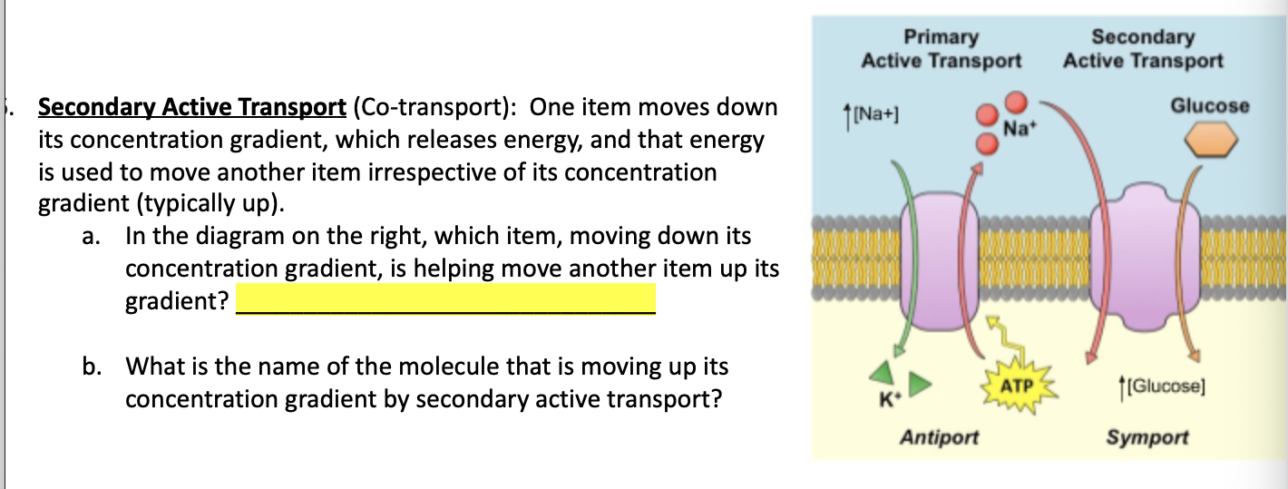 Solved Primary Active Transport Secondary Active Transport Chegg