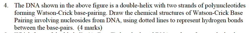 Solved a 4. The DNA shown in the above figure is a | Chegg.com