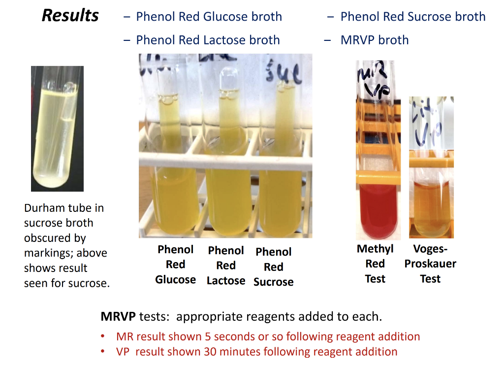 Solved Results Phenol Red Glucose broth Phenol Red Sucrose