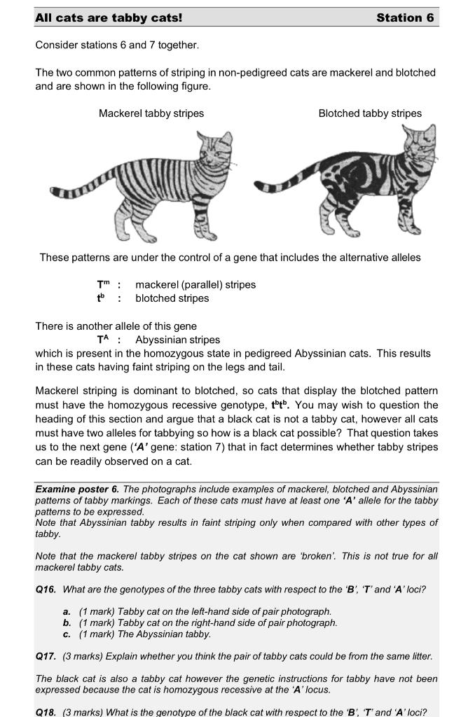 Tabby types sales