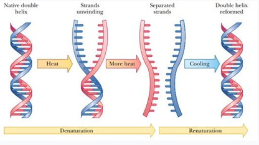 Solved At Higher Temperature The Double Helix DNA Chegg