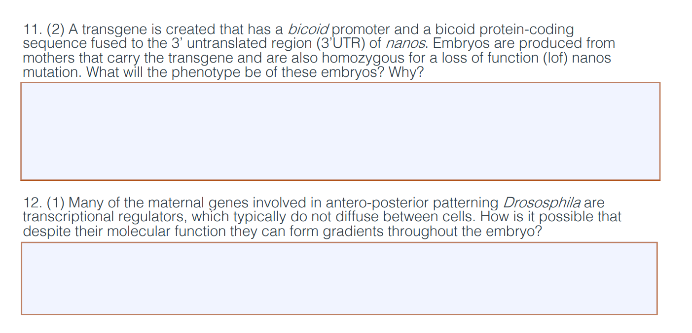 Solved 11. (2) A transgene is created that has a bicoid | Chegg.com