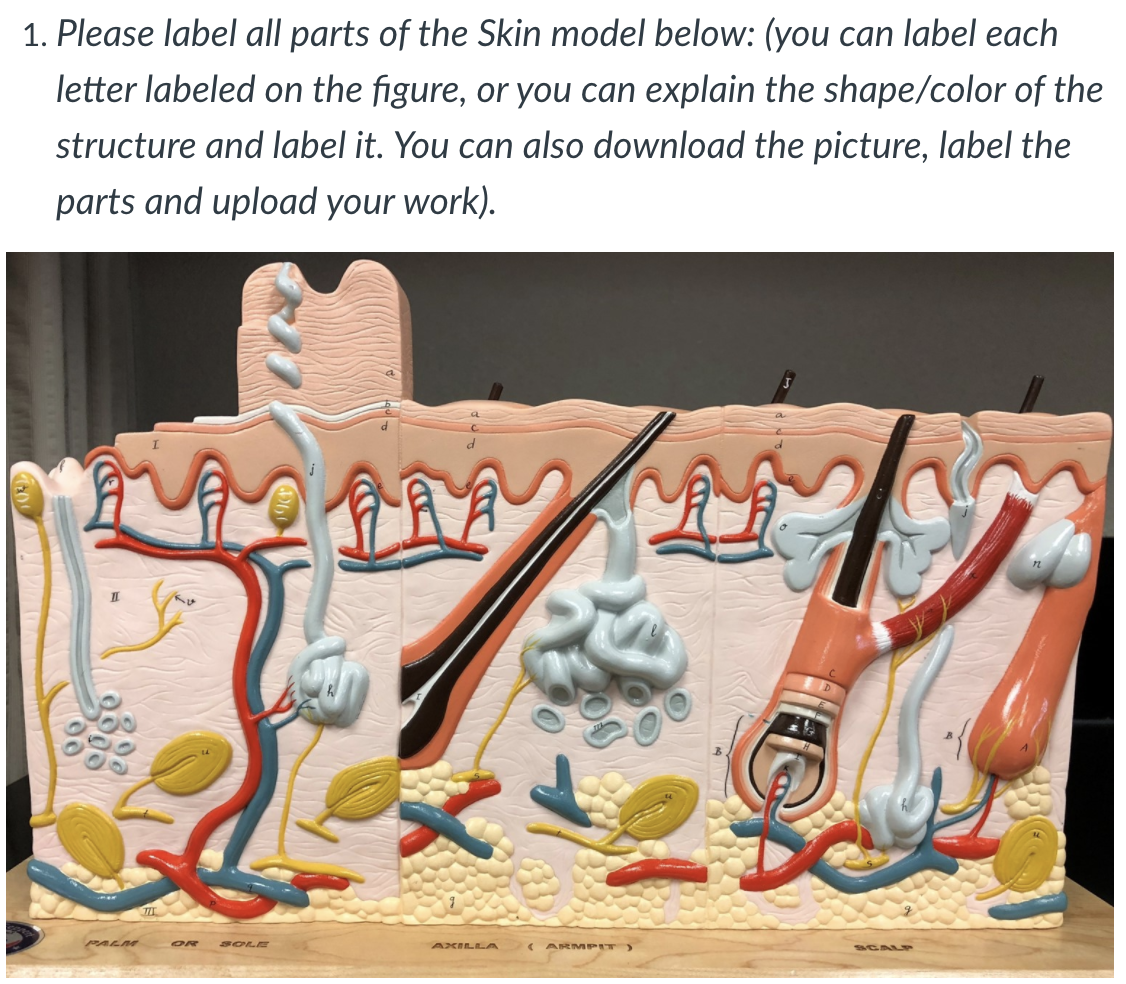 human skin diagram without labels