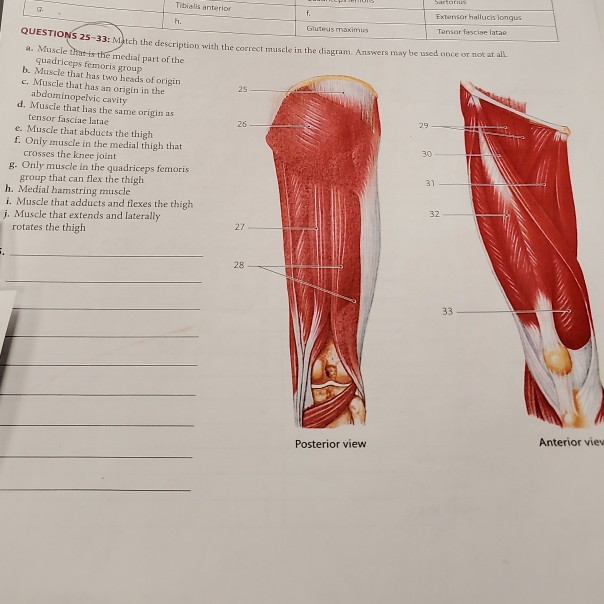 Solved Tibialis anterior Extensor hallucisionqus Gluteus | Chegg.com