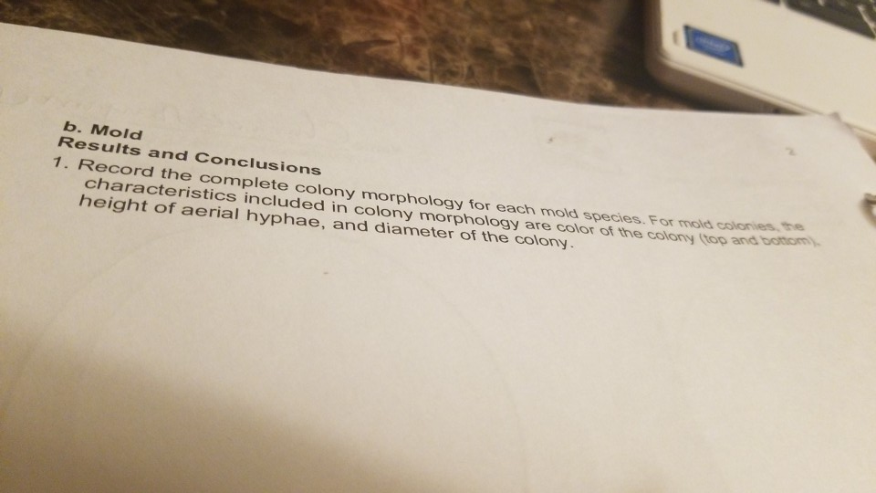 Solved B. Mold Results And Conclusions 1. Record The | Chegg.com