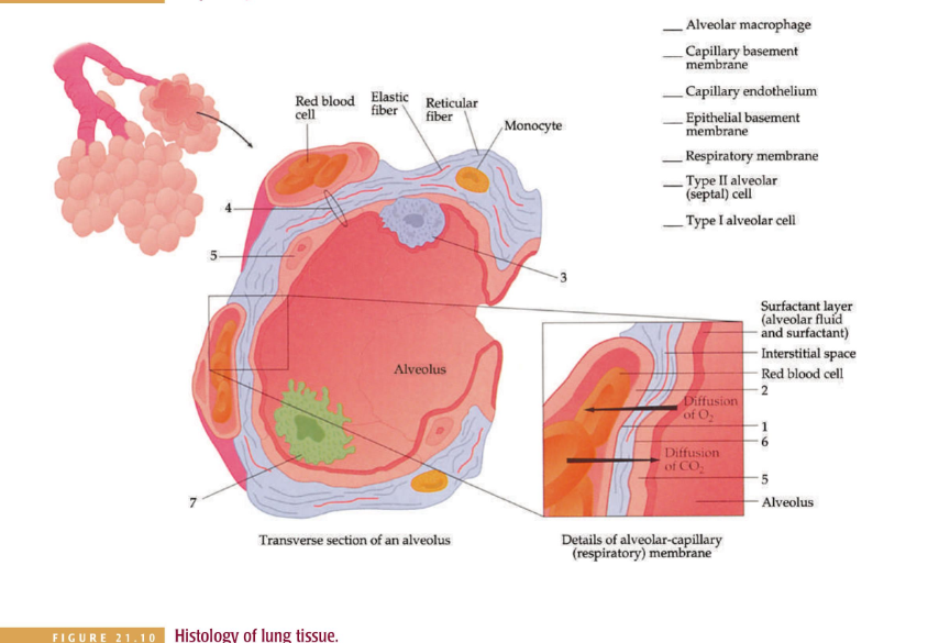 Solved Alveolar macrophage _ Capillary basement membrane