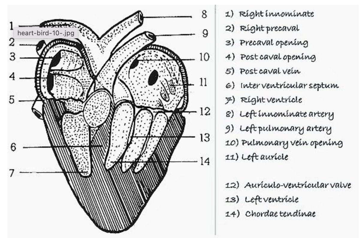 Trace blood flow through the chambers and vessels of | Chegg.com