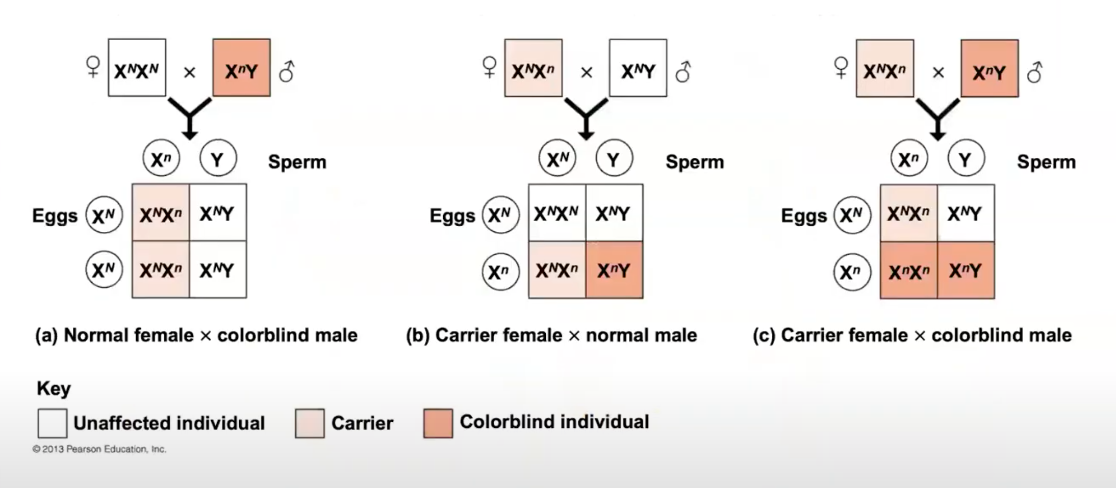 Solved XNXN х χηΥ 18 XNX