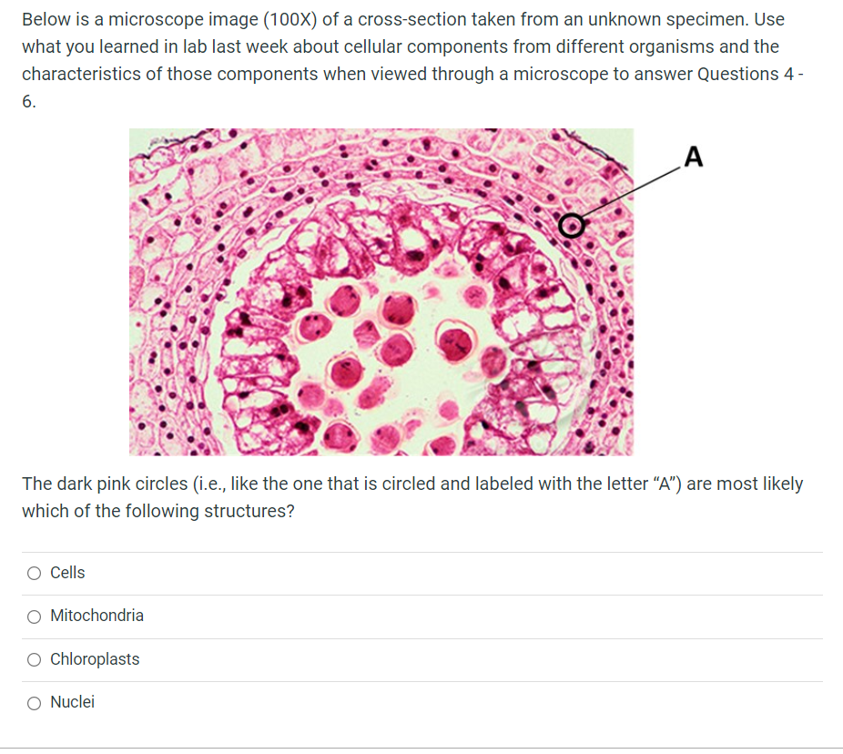 Solved Below is a microscope image (100%) of a cross-section | Chegg.com