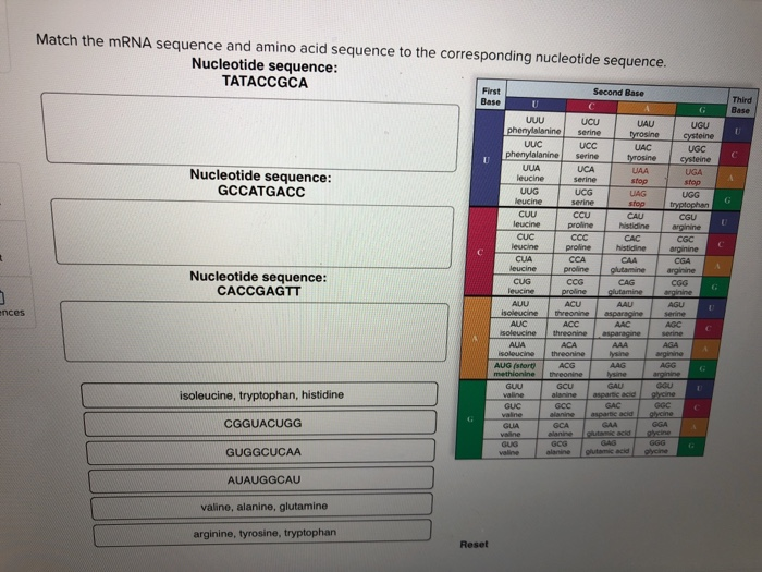 Solved Match the mRNA sequence and amino acid sequence to