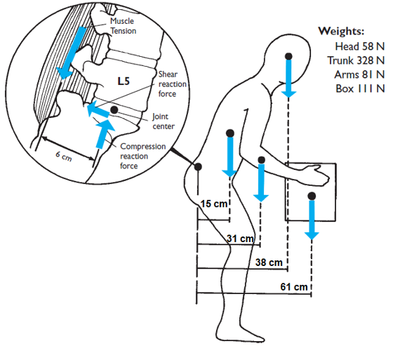 Solved What is the compression force on S1 if lumbosacral | Chegg.com