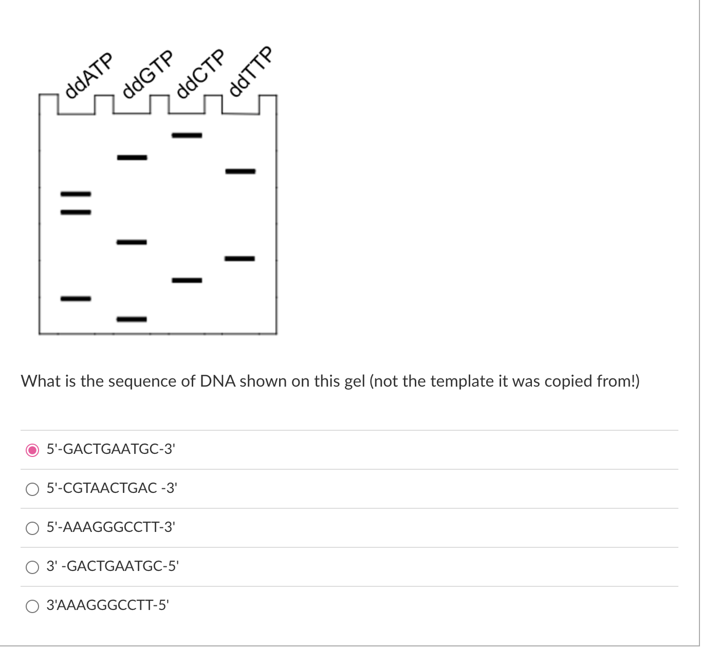 Solved What is the sequence of DNA shown on this gel (not | Chegg.com