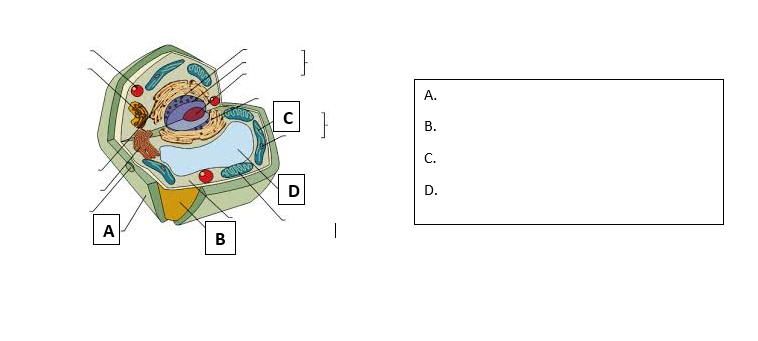 Solved B. Label the image of a eukaryotic (animal) Cell. 1. | Chegg.com