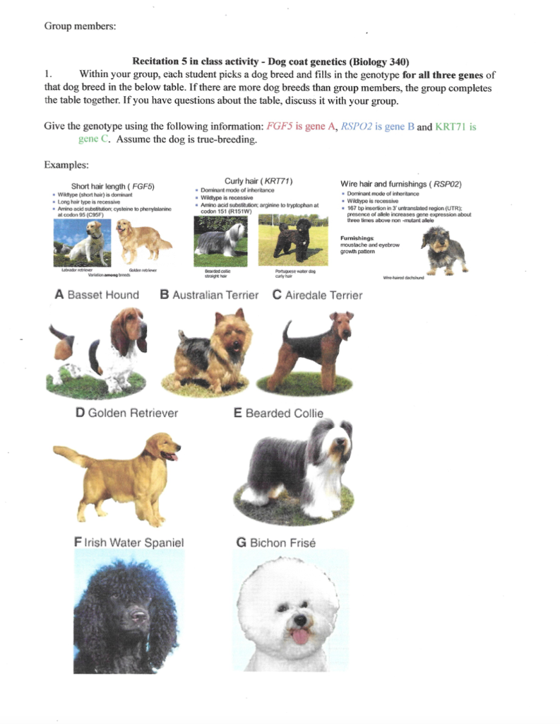 All 340 dog sales breeds