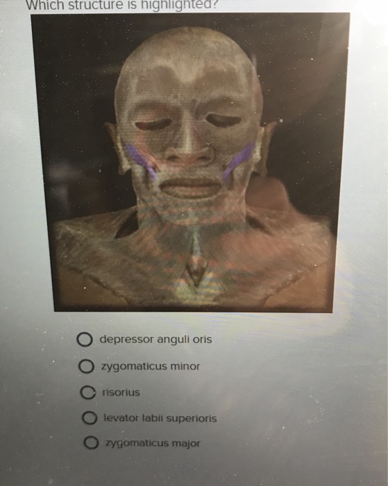 Solved Which structure is highlighted O depressor anguli Chegg
