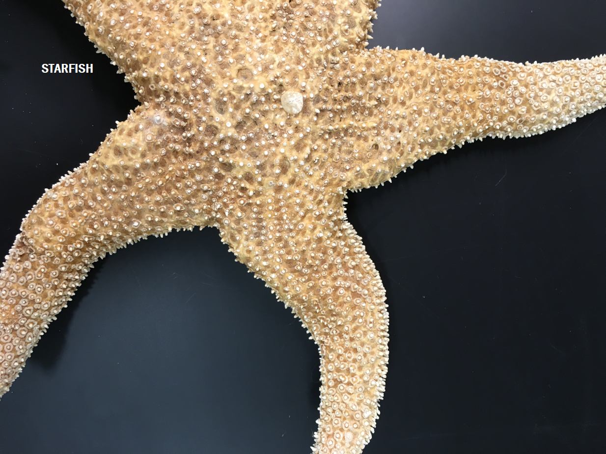 Solved STARFISH | Chegg.com