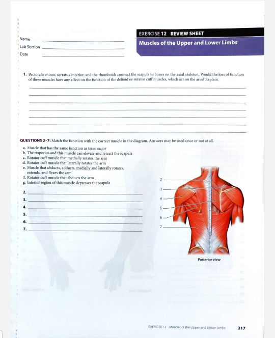 Solved Name EXERCISE 12 REVIEW SHEET Muscles Of The Upper | Chegg.com