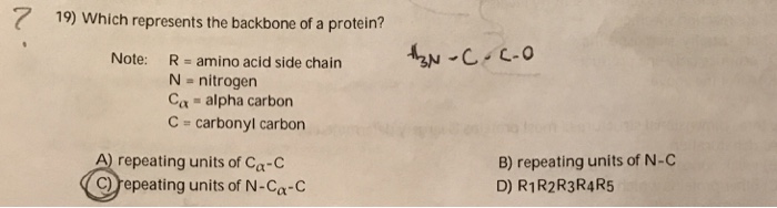 Solved Which represents the backbone of a protein? A) | Chegg.com