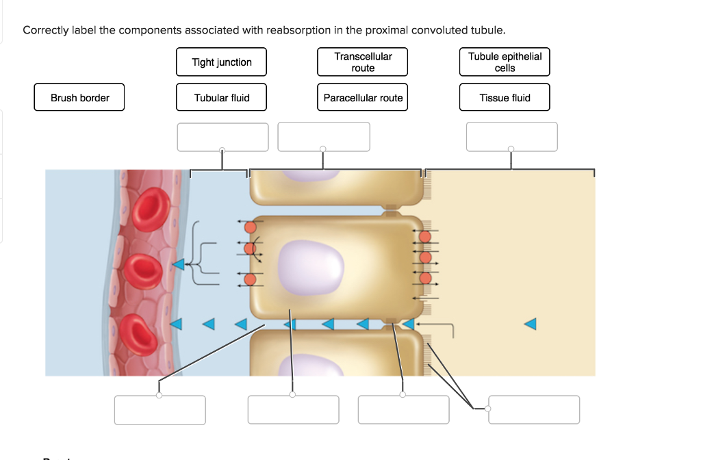 Correctly Label The Parts Of The Glomerular Filtration Membrane