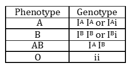 Solved Blood type alleles are denotes by IA, IB, and | Chegg.com