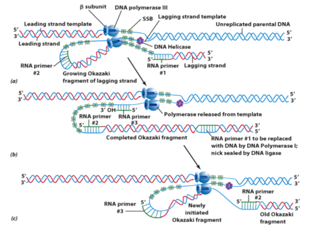 Solved CELL AND MOLECULAR BIOLOGY The diagram below is | Chegg.com