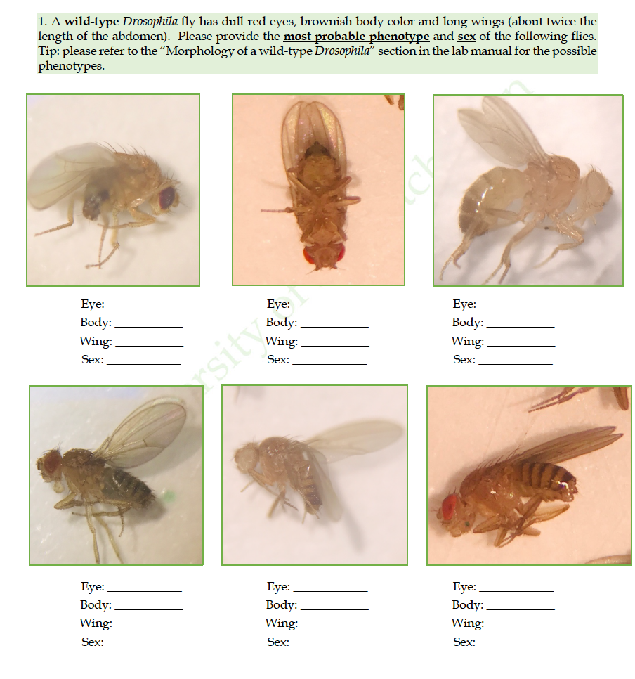 Solved 1. A wildtype Drosophila fly has dullred eyes,