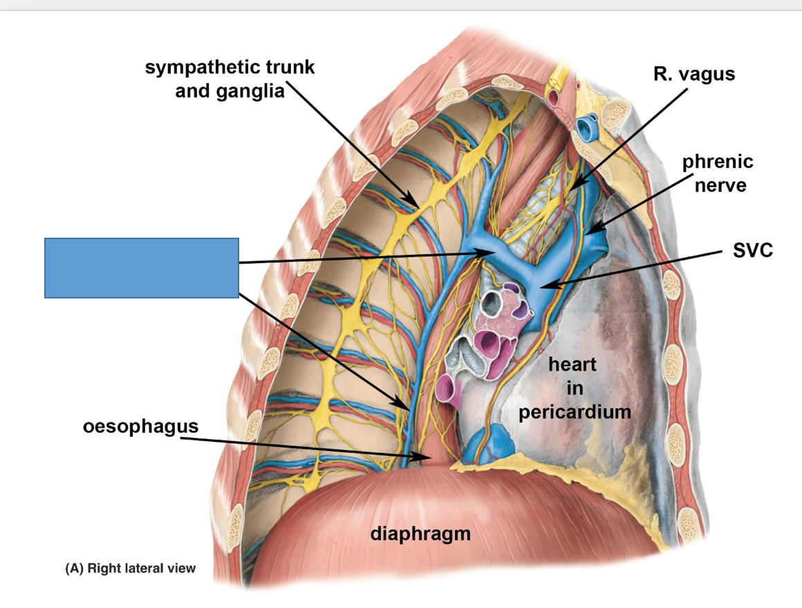 phrenic and vagus nerve