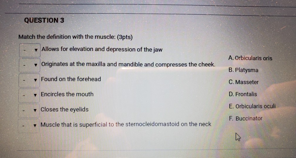 Solved QUESTION 3 Match the definition with the muscle Chegg