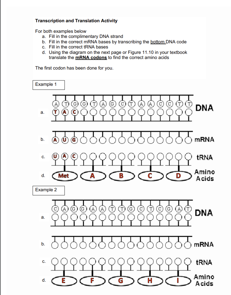 Solved Transcription and Translation Activity For both | Chegg.com