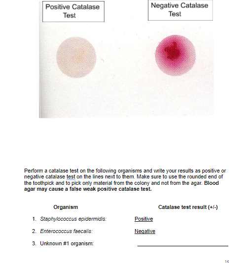 staphylococcus aureus catalase test