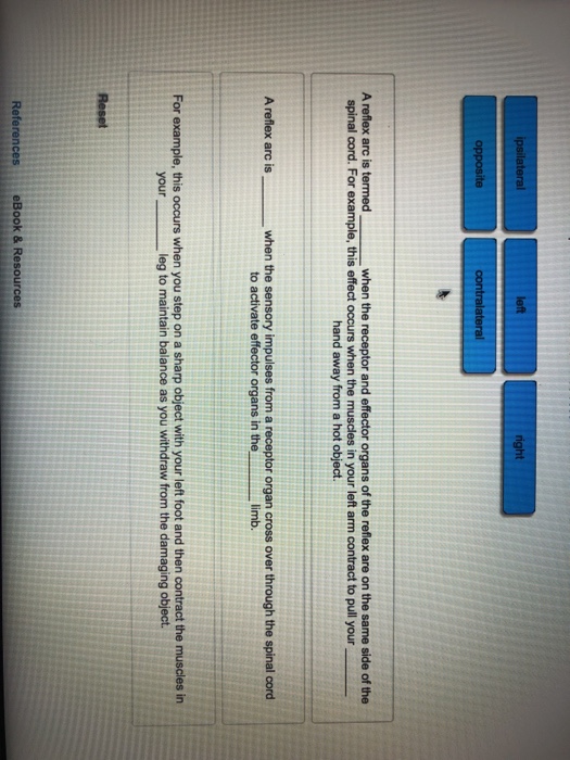 Solved ight when the receptor and effector organs of the | Chegg.com
