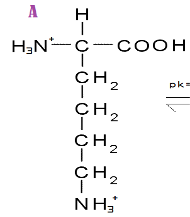 Solved Determine the isoelectric point of Lysine and