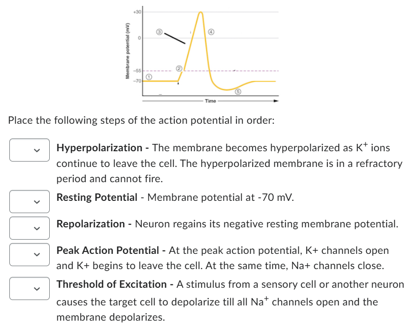 Solved Place the following steps of the action potential in | Chegg.com