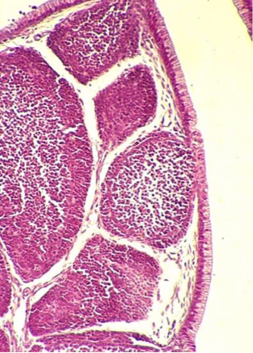 Histologija 2 Flashcards Chegg Com