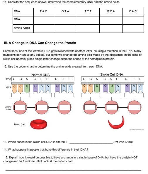 Solved DNA RNA Transion II. How DNA Makes Protein Recall | Chegg.com