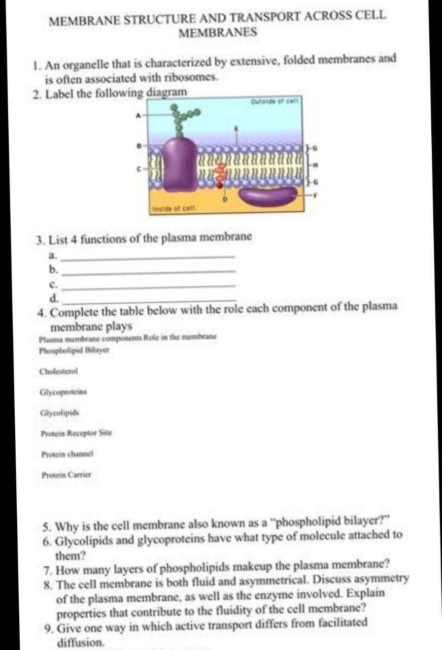 cell membrane diagram worksheet