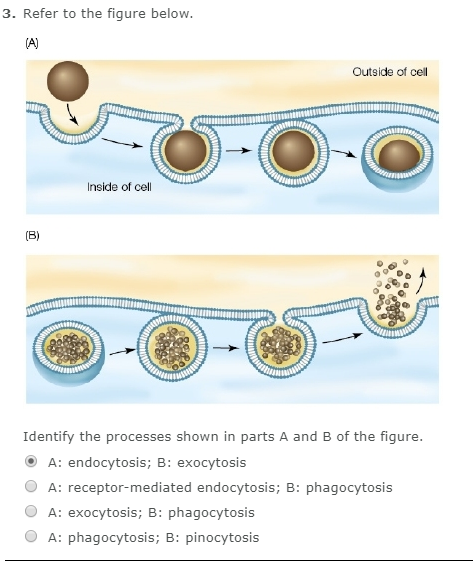Solved 3 Refer To The Figure Below Outside Of Cell Inside Chegg Com